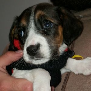 Meet your Posher, Henry